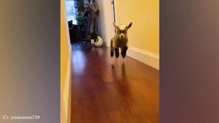 Cute animal compilation