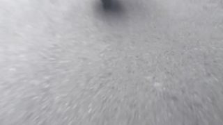 Dogs trveling