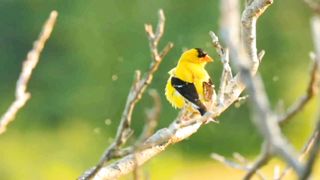 Information about the American goldfinch - interesting facts