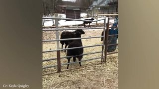 Funny and smart animals