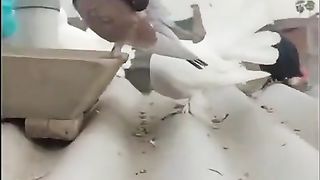 جمال الحمام