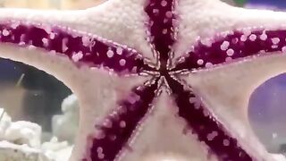 This is how a starfish walks