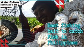 Catching Snakehead in the Philippines using tatad or AkA coconutbeetle ????