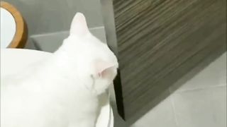 My pet