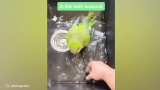 So cute animals!