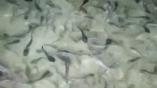 Jika ukuran ikan seperti ini, jangan ganti air doang, sekalian SORTIR