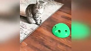 My pet