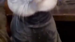 Cute cats ????????????