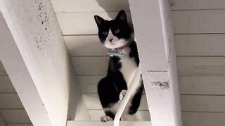 The sneaky cat