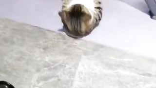 My pet
