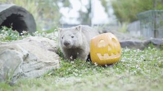 Best Animal Halloween Compilation