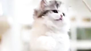 My pet