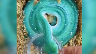 Blue #snake drinking #water Creatures from another world