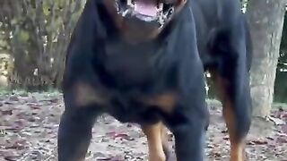 My pet