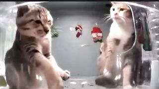 21 ] Iconic moments of stray animals ✨️