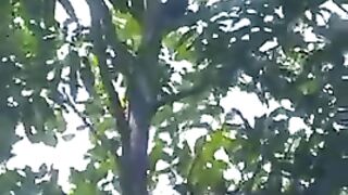 Getting mango