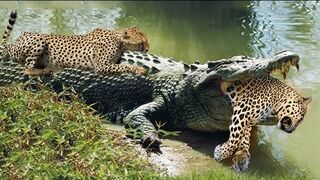 JAGUAR VS CROC Fight To Deat. JAGUAR VS CROC Fight To Death | Love Nature