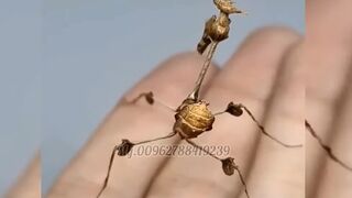 Insects from another world_Creatures from another world