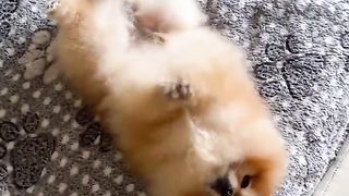 My pet