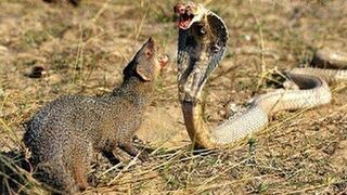 Cobra vs. Mongoose | National Geographic