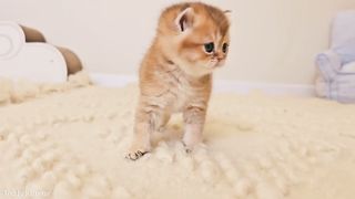 Un chat tres mingon ????????????