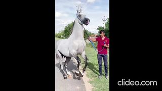 USA Stallion  #marwaristallion #youtubeshorts #trending #shorts