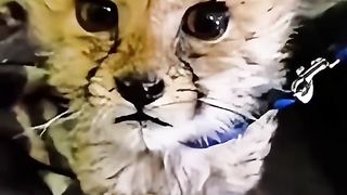 They rescued a baby cheetah and then took care of it