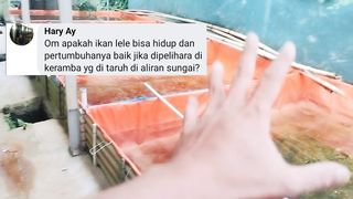 Apakah lele bisa hidup optimal budidaya di JARING keramba tapi di SUNGAI❓
