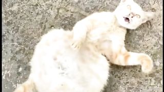Perjuangan kucing jalanan dengan perut besar hingga nyaris tak berdaya