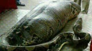 Python eat dog alive - Giant Snake Eats Co.