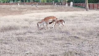 Mother deer prank