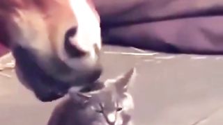 A CAT'S TRUE FRIEND IS A HORSE