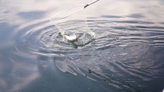 Fishing with a net