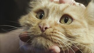 Bonding with a Gorgeous Yellow Cat: Woman's Affectionate Petting