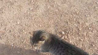 animals
