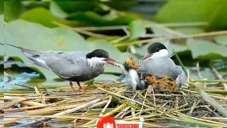 brids #mother #feeding #hungry #birds