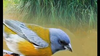 Peep Birds and the Sound of Water