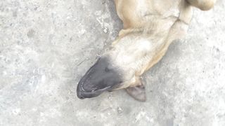 The dog is a dead worker