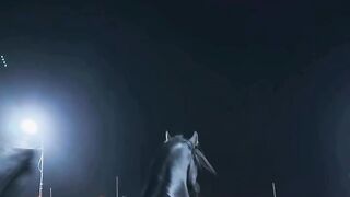 Most beautiful horse in the world