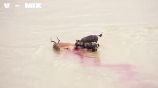 WILD DOGS digging out a WARTHOG - RARE SIGHTING - Wild Dogs Eat Impala Alive
