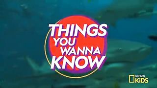 Cool Facts About Sharks _ Things You Wanna Know