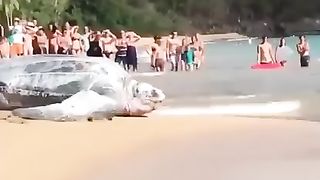 LARGE turtle in the ocean