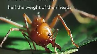 Cutter ants it's really amazing