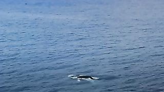 Humpback Whale Birth |AMAZING