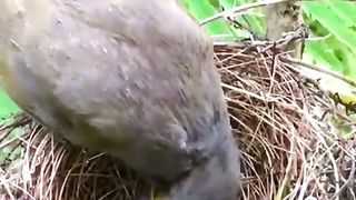 best video new birds massage