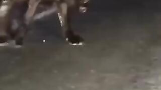 Animals beware of