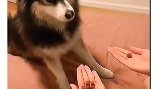 Funny animales #cat#dog#cute#foryou#fûp#.....