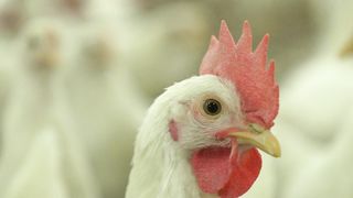 Chicken Behavior