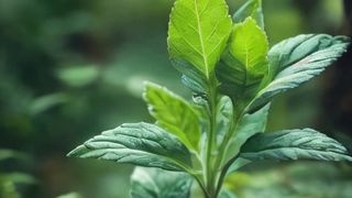 In the forest there is a beautiful plant