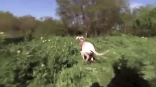 Dog ##